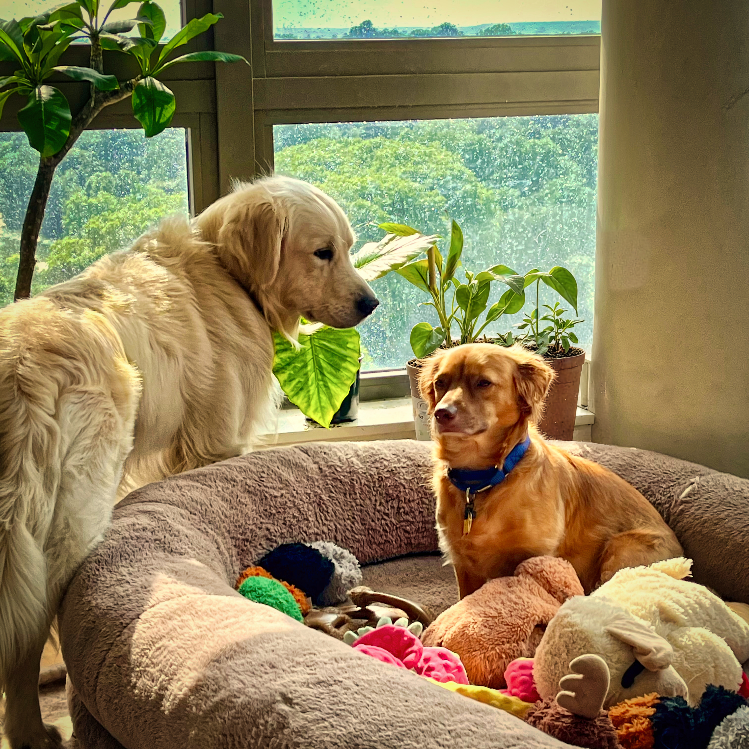 Dogbed Window